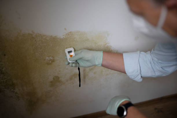 Mold Removal Process in Huntington Station, NY