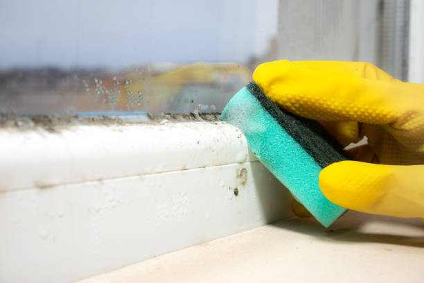 Best Residential Mold Removal  in Huntington Station, NY