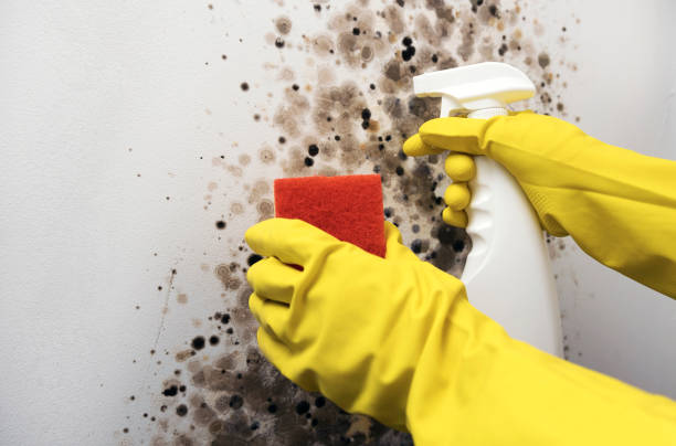 Best Black Mold Removal  in Huntington Station, NY