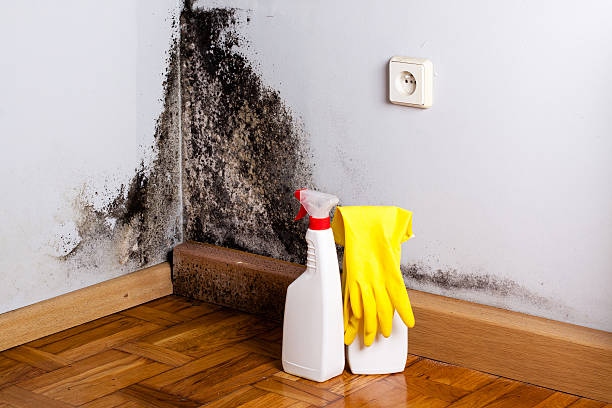 Best Mold Damage Repair  in Huntington Station, NY