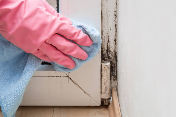Best Fast Mold Removal  in Huntington Station, NY